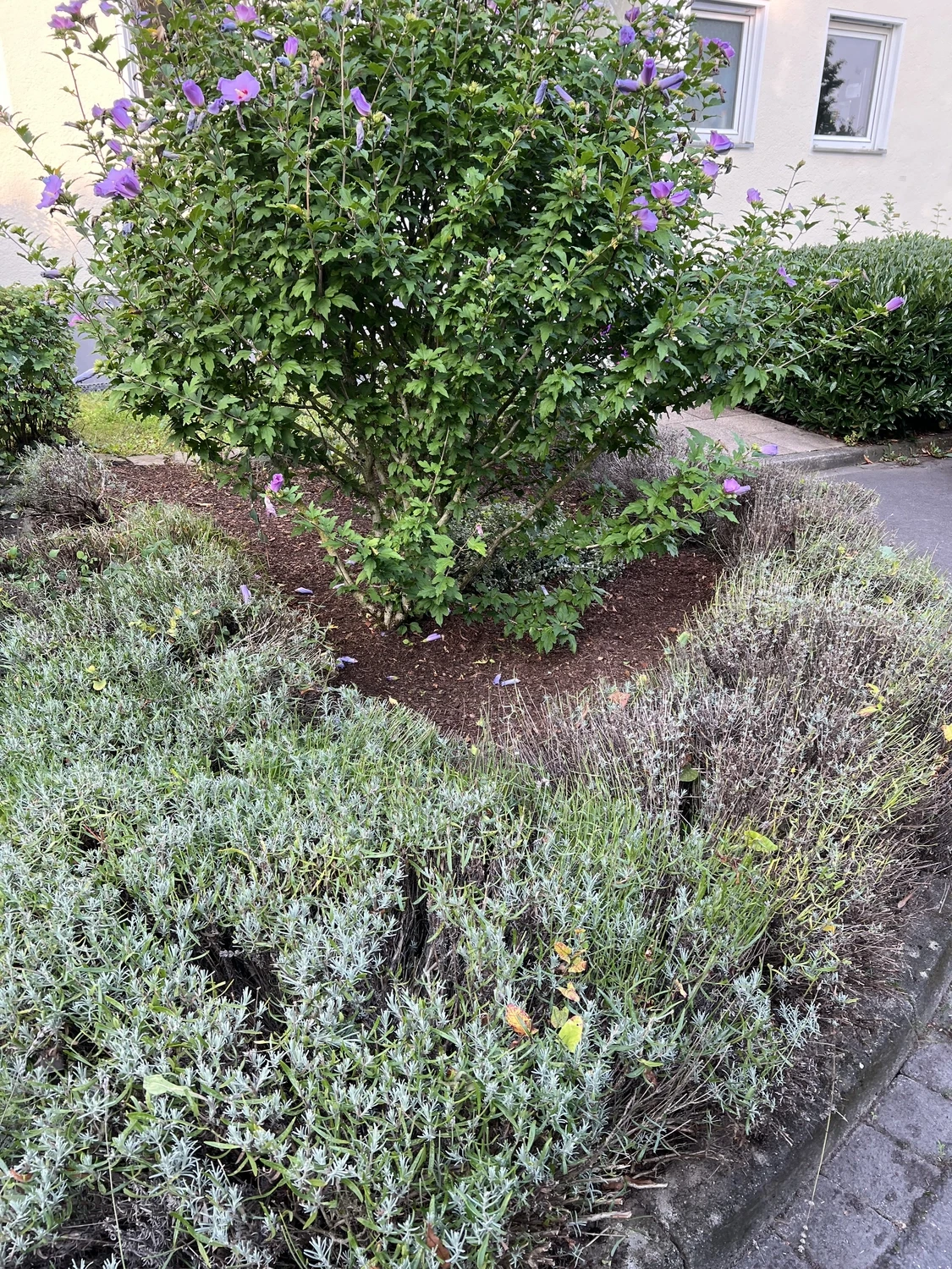 Seiffert Hausmeisterservice – Hausmeisterservice – eine Rose von Sharon Bush